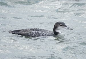 Great Northern Diver