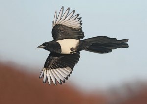 Magpie