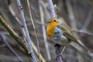 Europian robin