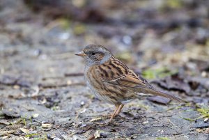 Dunnock