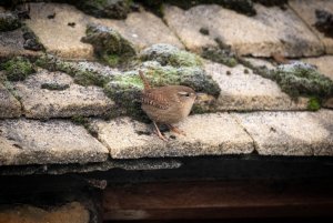 Wren on the outbuilding roof