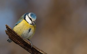 Blue Tit