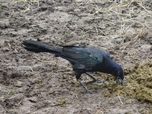 Boat-Tailed Grackle
