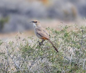 LeConte's Thrasher