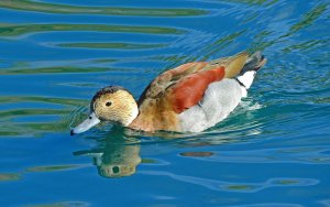 Ringed Teal