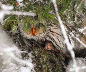 Ural Owl with squirrel