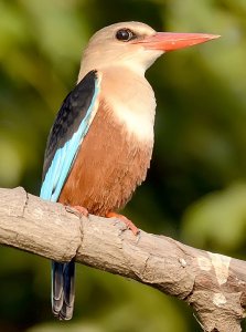 Grey-Headed Kingfisher