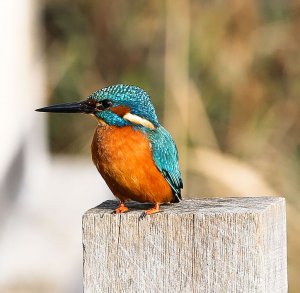 "King" Kingfisher!