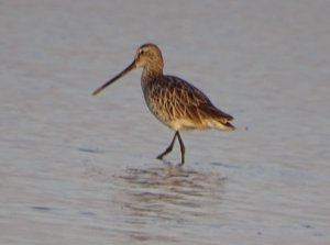 Asian Dowitcher