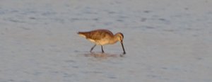 Asian Dowitcher