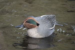 Eurasian Teal