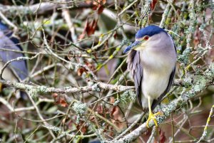 Black-crowned night heron