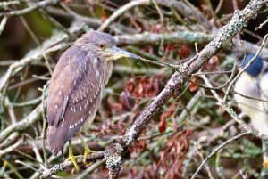 Black-crowned night heron