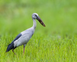 Asian openbill