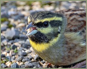 Cirl Bunting