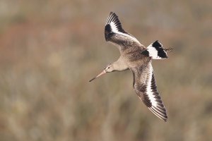 Black-tailed Godwit