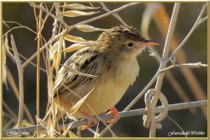 Zitting Cisticola