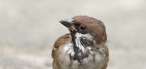 Juvenile Passer Montanus