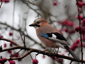 Eurasian Jay