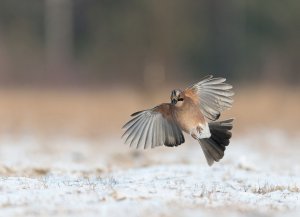 Garrulus glandarius