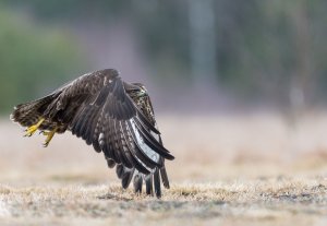 common buzzard