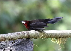 Silver-beaked Tanager (male)