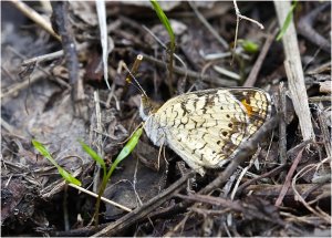 Phaon Crescent (closed wings)