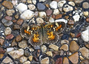 Phaon Crescent (open wings)