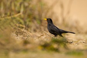 Common blackbird looking for food