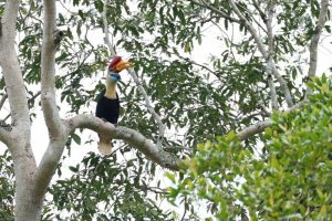 Knobbed Hornbill