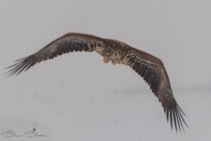 Winter flight