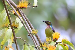 Brown-throated Sunbird (male)