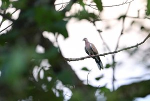 Spotted Dove