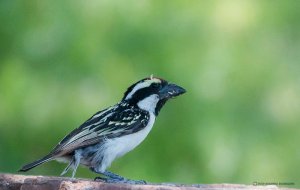 Pied Barbet