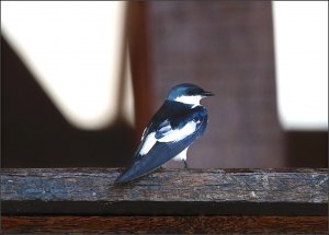 White-winged Swallow (adult)