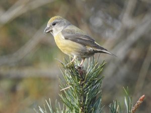 Common Crossbill female