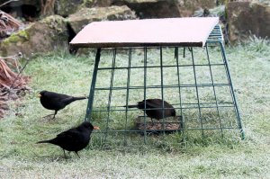 Blackbirds