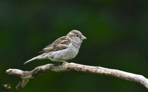 House Sparrow