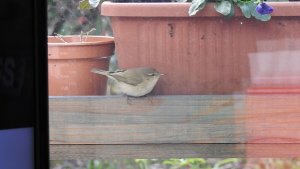 Chiffchaff