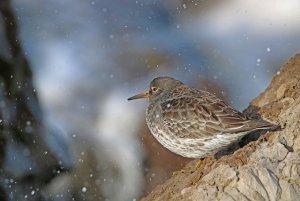 Purple Sandpiper