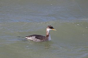 Red Necked Grebe