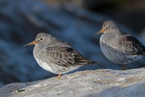 Purple Sandpiper