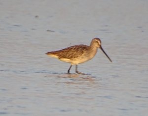 Asian Dowitcher