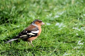 Chaffinch