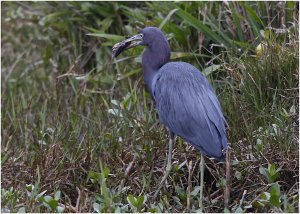 Little Blue Heron