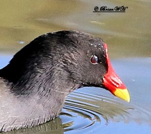 Moorhen