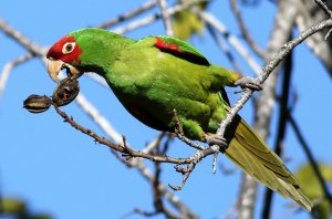 Red-masked Parakeet