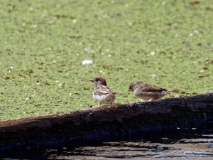 House Sparrows drinking water from Regent's Canal