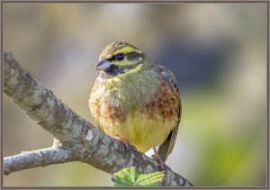 Cirl Bunting