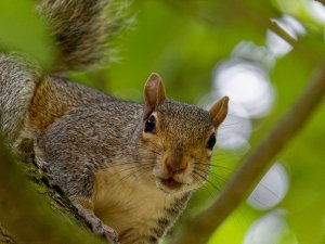 Grey Squirrel close-up